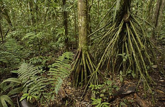 根部,雨林,厄瓜多尔,南美