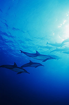 南非,印度洋,常见海豚,真海豚,靠近,海洋,表面,阳光