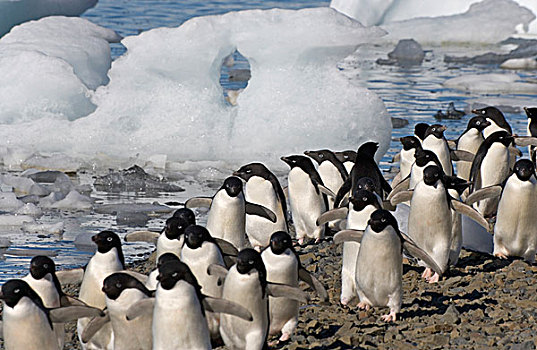 阿德利企鹅,海滩,岛屿,南极
