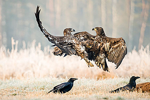 两个,幼兽,鹰,争执,空中,大乌鸦,鹿,波兰,欧洲