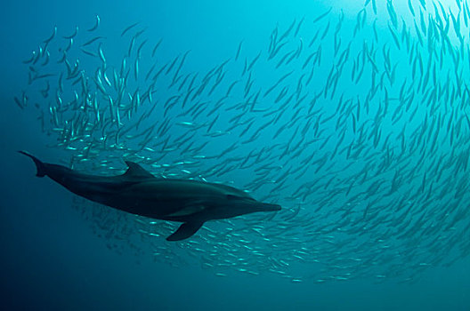 常见海豚,长吻真海豚,成年,鱼群,小,外滨,港口,东开普省,南非