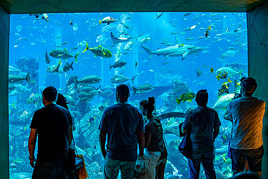 阿联酋迪拜棕榈岛,失落的空间,水族馆