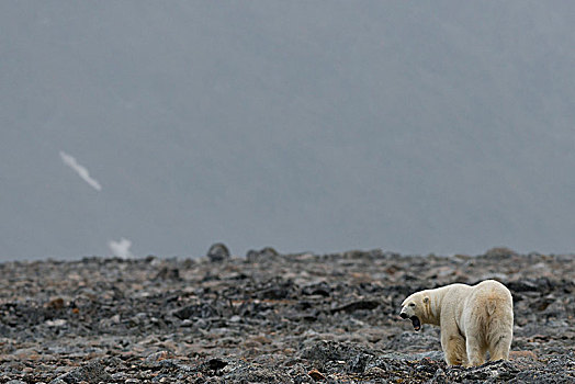 北极熊,雄性,斯瓦尔巴群岛,斯瓦尔巴特群岛,挪威,欧洲