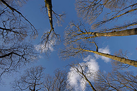 气候温和,树林,看,向上,折叠,坎布里亚,英格兰,英国,欧洲