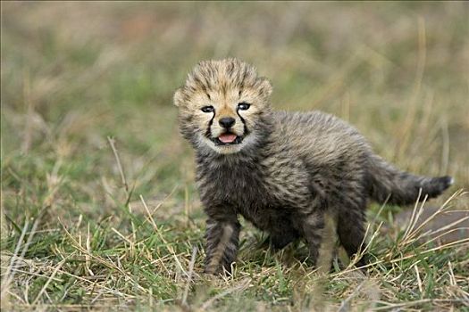 印度豹,猎豹,白天,老,幼兽,马赛马拉,自然保护区,肯尼亚