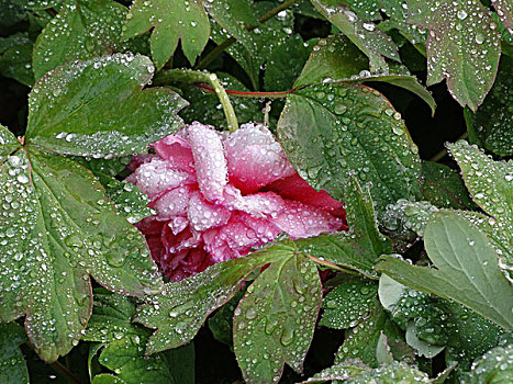 雨中牡丹