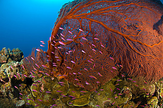 红海,紫色,鱼,巴布亚新几内亚