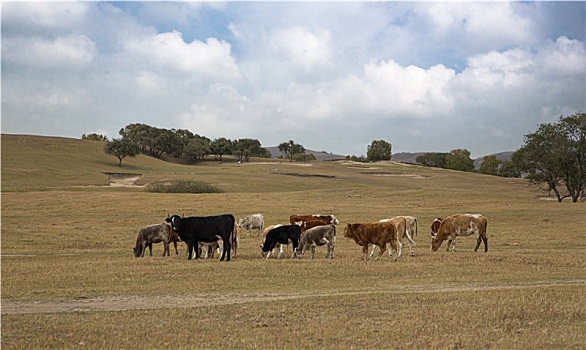 乌兰布统大草原的牛群