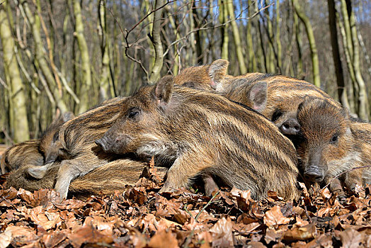 野猪,卧,太阳,温暖,相互,北莱茵威斯特伐利亚,德国,欧洲