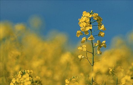 巴登符腾堡,德国,甘蓝型油菜