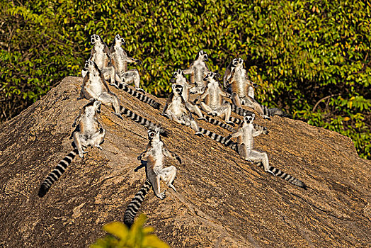 节尾狐猴,狐猴,坐,石头,热身,自然保护区,马达加斯加,非洲