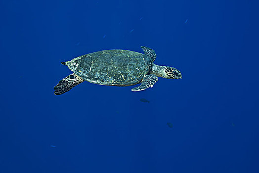 玳瑁,海龟,靠近,珊瑚礁,深海,环礁,岛屿,印度洋,马尔代夫,亚洲