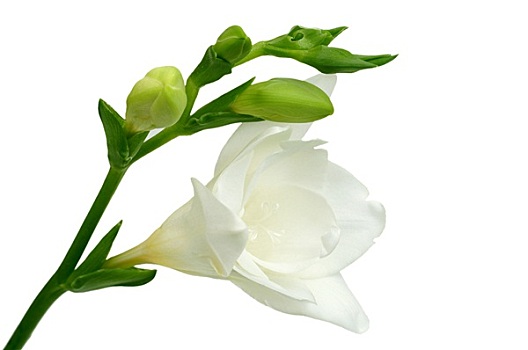 白色,小苍兰属植物,绿色背景