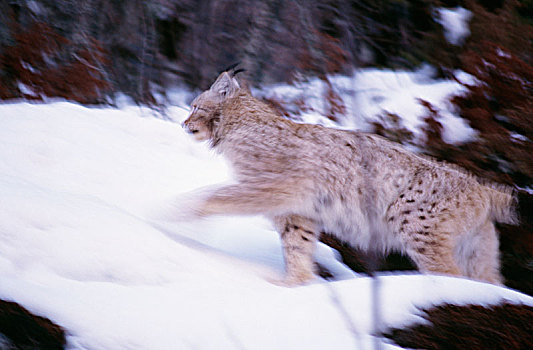 猞猁,积雪,石头,侧面视角