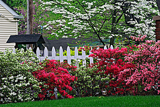 栅栏,杜鹃花,树,多花梾木,公园,附近,路易斯维尔,肯塔基