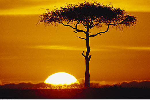 孤木,日出,马赛马拉,肯尼亚