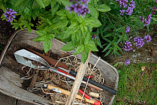 园艺工具,木质,浅底篮,靠近,床,药草