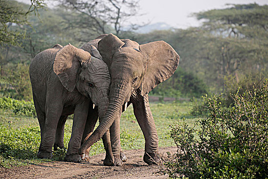 两个,年轻,非洲象,坦桑尼亚,东非