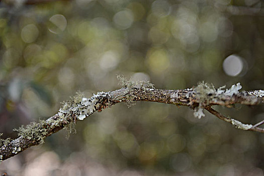 苔藓,花,水珠,果实