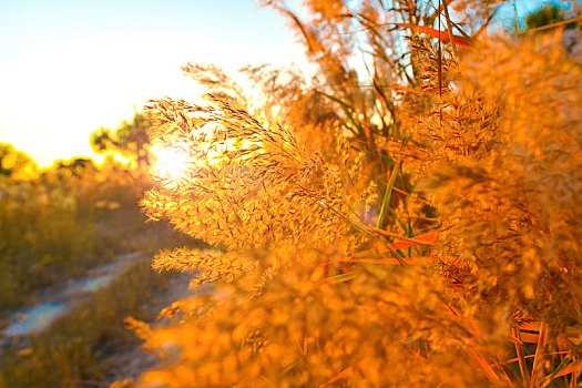 秋季夕阳下火红的芦苇丛
