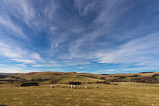 绵羊,放牧,土地,诺森伯兰郡,英格兰