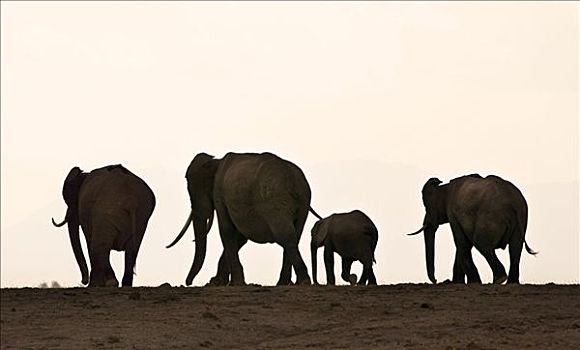 肯尼亚,安伯塞利国家公园,大象,非洲象,剪影,天际线,移动,沼泽,区域,黄昏