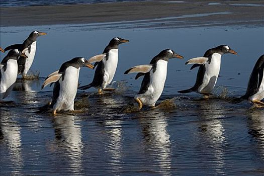 巴布亚企鹅,水中,福克兰群岛