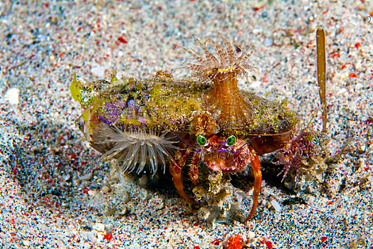 海葵,寄居蟹,独居性动物,海滩,民都洛,菲律宾,亚洲