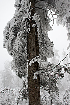 四川,峨眉山,冰雪雾凇,徐学哲摄影,尼康,年,月