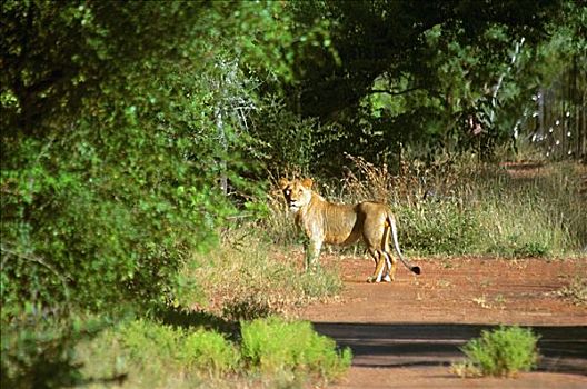 狮子,站立,路边,树林,禁猎区,南非