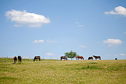 马,牧场,放牧