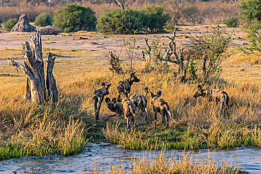 博茨瓦纳,奥卡万戈三角洲,非洲野狗,非洲野犬属,跳跃,上方,河流