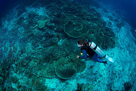 潜水,珊瑚礁,南海,菲律宾,亚洲