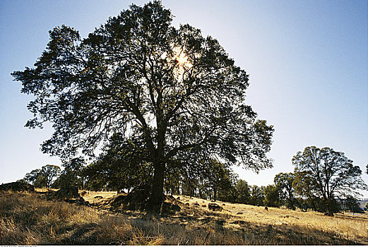 橡树,加利福尼亚