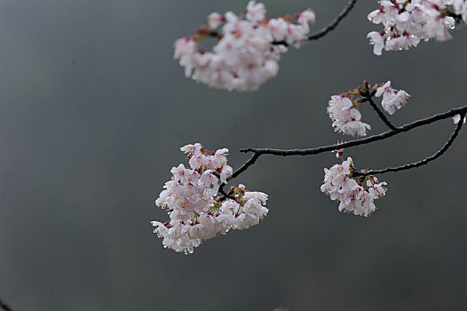 春天的花儿和蜜蜂