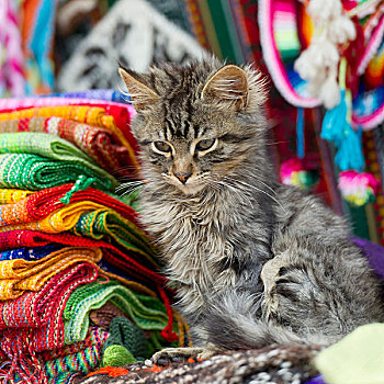 小猫,坐,旁侧,堆,彩色,布,库斯科,秘鲁