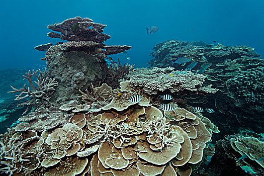 珊瑚,礁石,条纹,大堡礁,昆士兰,太平洋,澳大利亚,大洋洲