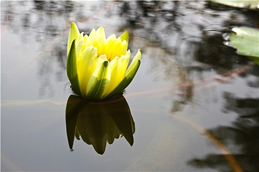 荷花,莲花,水塘