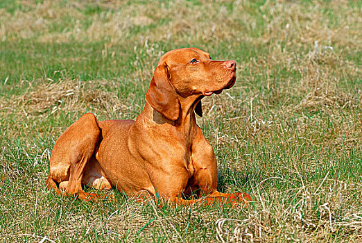 马扎尔,维希拉猎犬,躺着,草地