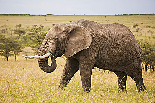 公象,禁猎区,马赛马拉,肯尼亚,东非