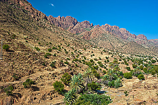 特色,山,风景,干燥,河,床,哪里,树,棕榈树,生长,山峦,南方,摩洛哥,非洲