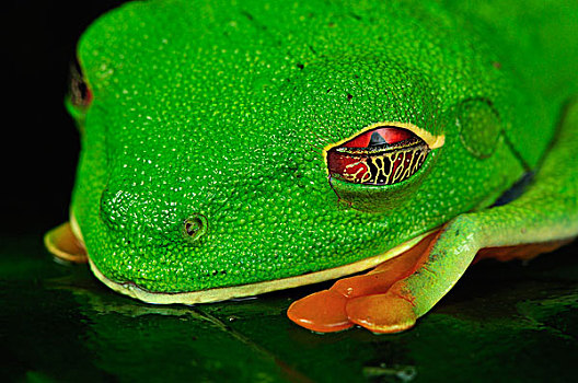 红眼树蛙,一半,眼睑,国家公园,哥斯达黎加