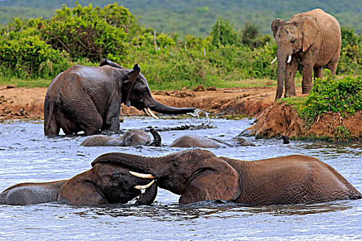 非洲象,大象,浴,水,交际,动作,群,阿多大象国家公园,东开普省,南非,非洲
