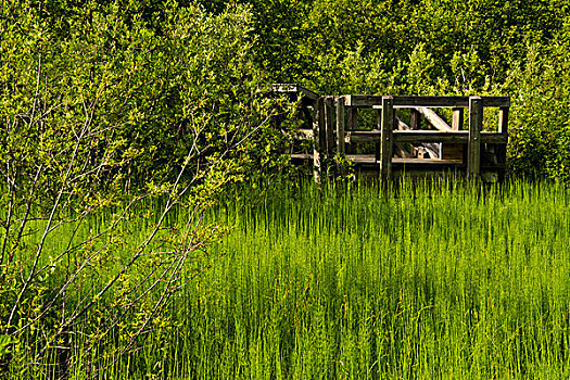 臭鼬,卷心菜,木板路,国家公园,加拿大
