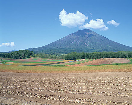 山,土豆,丰收