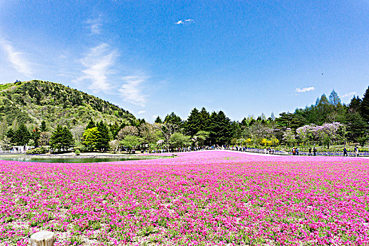 公园花海