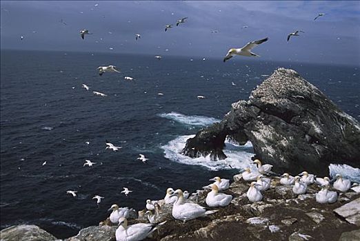 北方,塘鹅,鲣鸟属,巨大,生物群,海洋,堆积,悬崖,设得兰群岛,英国