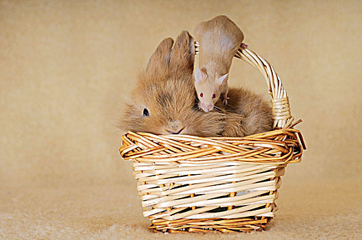 迷你兔,褐色,老鼠,柳条篮