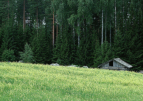 斯堪的纳维亚,木屋,边缘,树林
