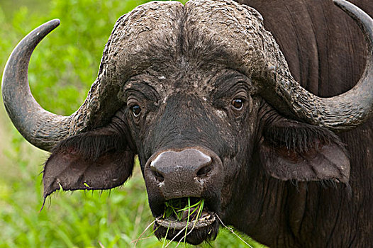 南非水牛,非洲水牛,放牧,克鲁格国家公园,南非
